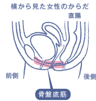 横から見た女性のからだ