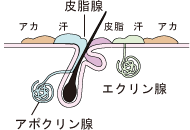 良い汗と悪い汗の特徴とは？